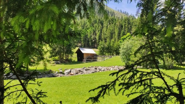 Una baita di legno rustica circondata da erba verde e fitta foresta.