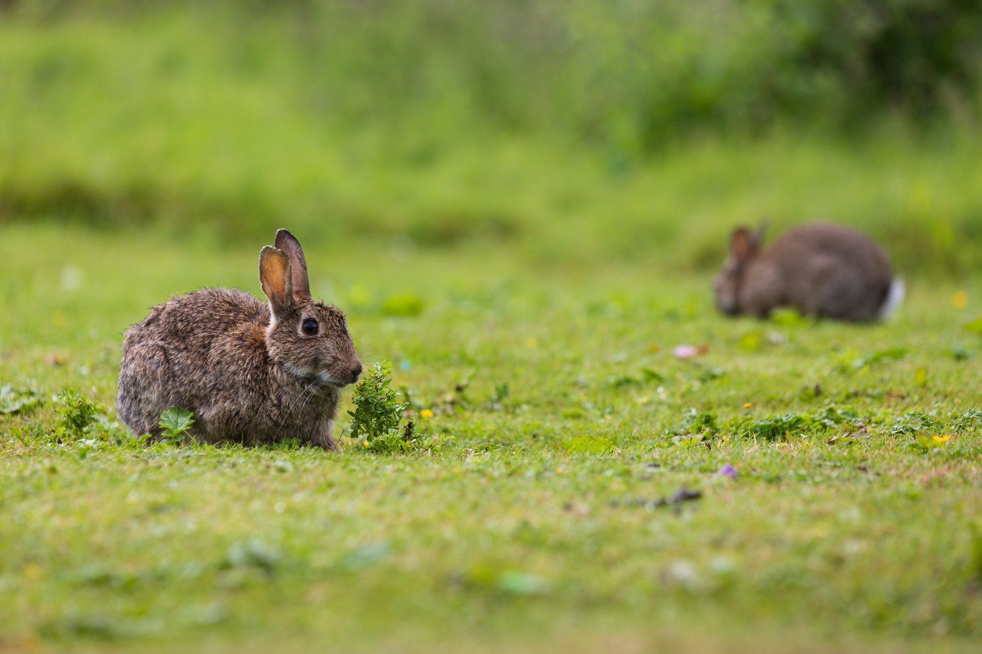 Eine Wiese mit zwei Kaninchen.