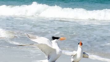 在海滩、沙滩椅