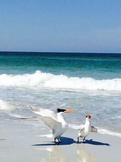 Beachside condo.Heated pool.Steps to restaurants,shops, shuffleboard, grills