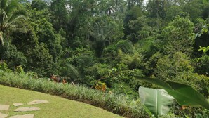 Un exuberante jardín con diversas plantas tropicales y un sendero de piedra.