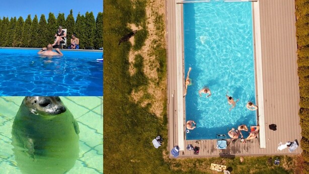 Piscina retangular com deck de madeira, rodeada por vegetação.