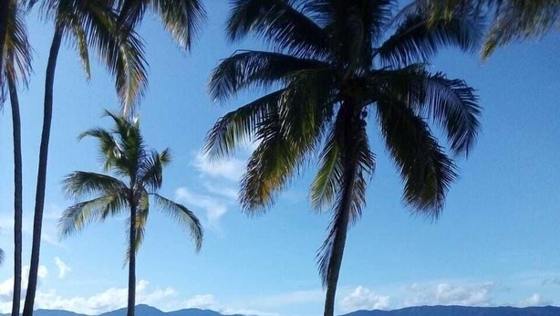 Una playa con palmeras y vistas al océano.