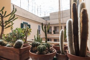 A balcony with various potted cacti and succulents, overlooking a building with balconies and windows.