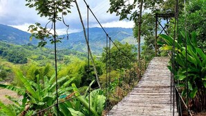 Un sendero de madera serpentea entre una vegetación exuberante, con montañas al fondo.