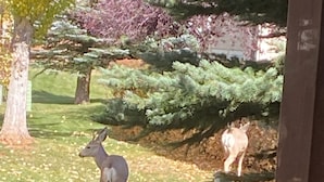 Un cerf se trouve dans une zone herbeuse, avec des arbres et une clôture.