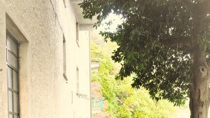 A stone-paved pathway leading to a building with a large potted plant in the foreground.