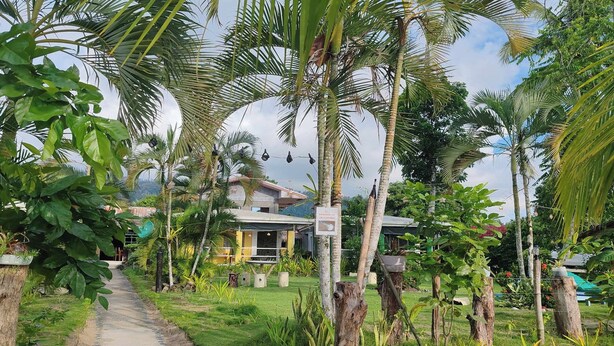 Un sendero conduce a un edificio rodeado de exuberante vegetación y palmeras.