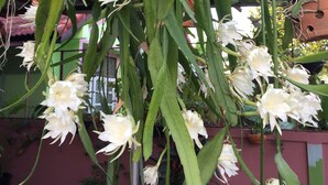 A hanging orchid plant with white flowers in a terracotta pot. - Smile Home Guesthouse (Rayong)