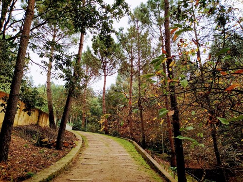 Peaceful Home and 10000 m²Private Park, near Barcelos and Viana do Castelo      