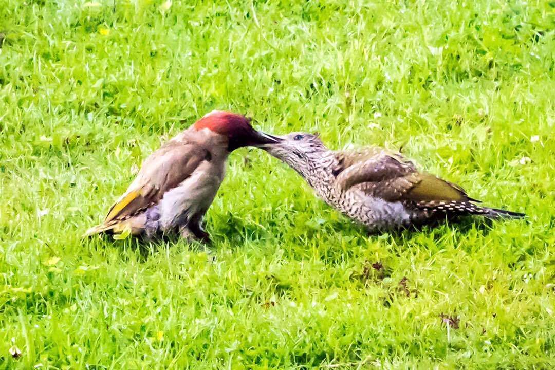 Two birds on a grassy field.