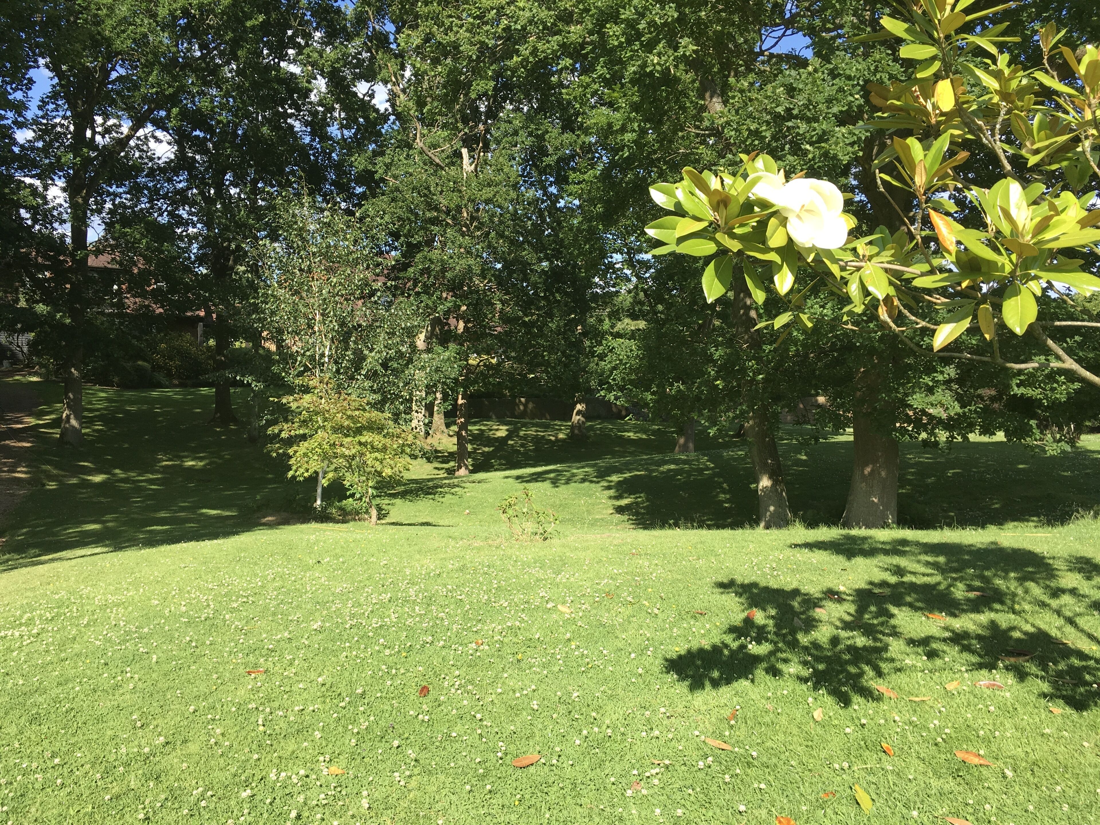 A park with a grassy area, trees, and a white flower.