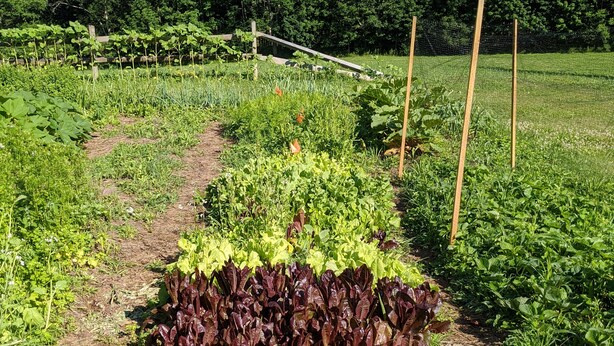 Ein Gemüsegarten mit Reihen aus Blattgemüse und einem Beet mit rotem Salat.