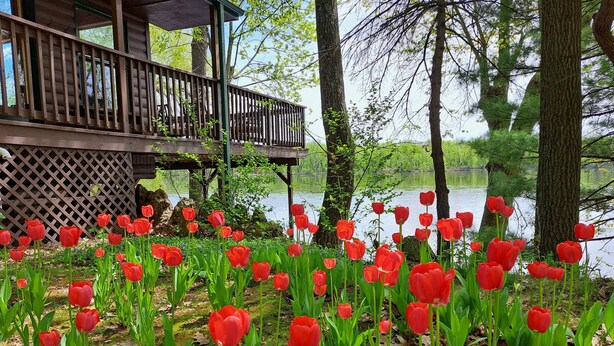 En træterrasse med et espalier-gelænder med udsigt over en sø, omgivet af røde tulipaner og træer.