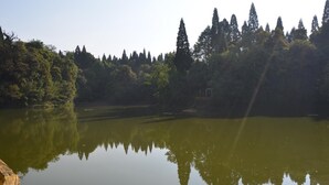 Un lago tranquilo con árboles frondosos al fondo.