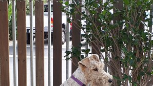 Un chien est assis sur un tronc d’arbre près d’un bac à fleurs, avec une clôture en arrière-plan.