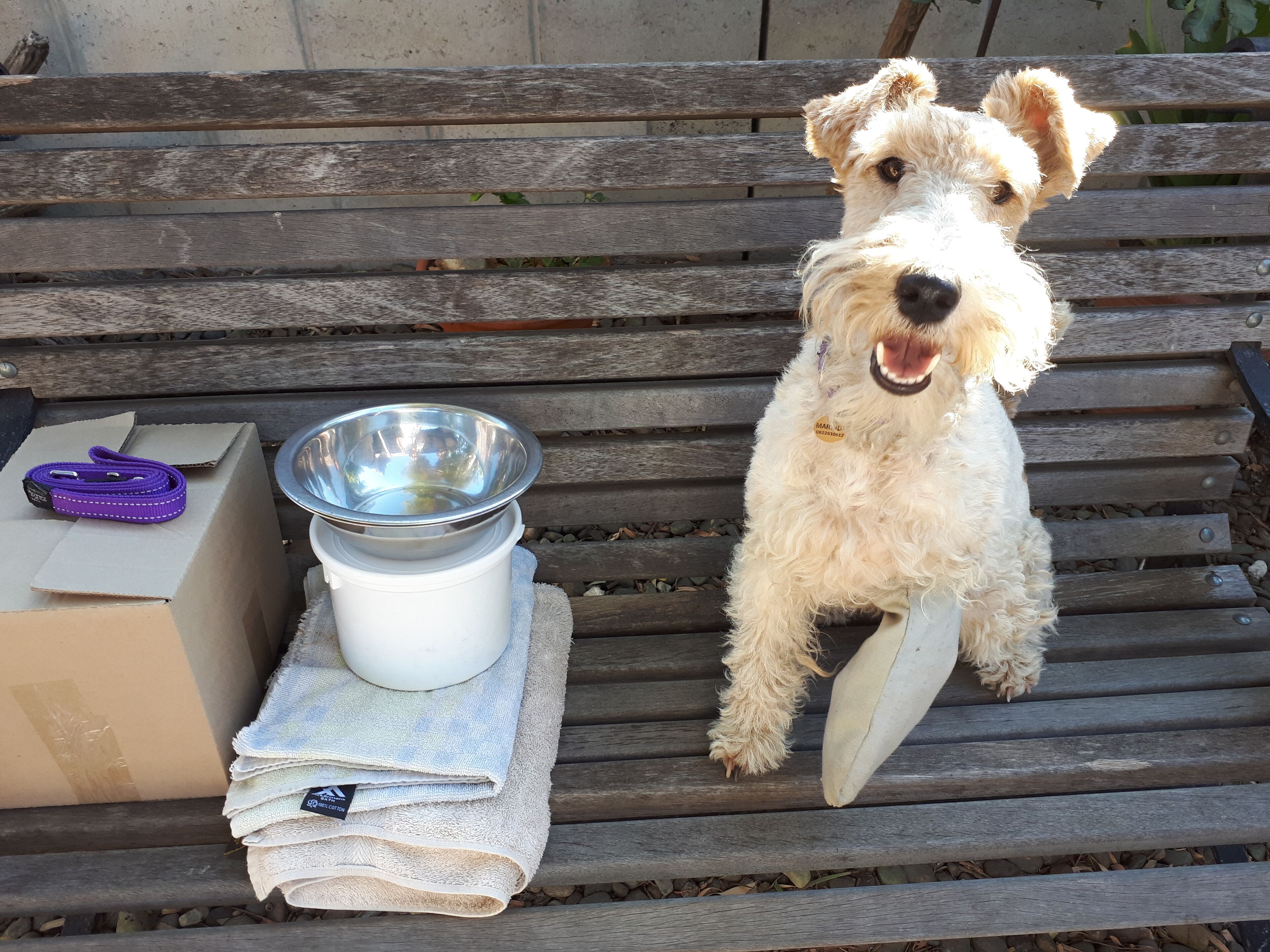 A dog sitting on a wooden bench with a metal bowl and a white container on a towel.