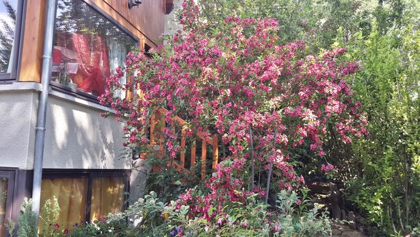 Une maison dotée d’un balcon en bois et d’un jardin où poussent des plantes à fleurs roses.