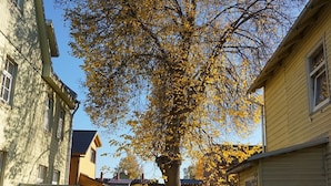 A parking area with a tree in the center, surrounded by buildings. - Quiet romantic place Tartu Home Apts. (Tartu)