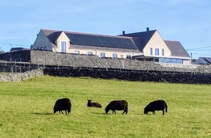 A farmhouse with a stone wall and a large field with grazing sheep. - Canolfan Y Fron - Hostel (Caernarfon)