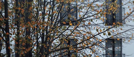 A building with multiple windows and balconies, surrounded by trees with autumn leaves.