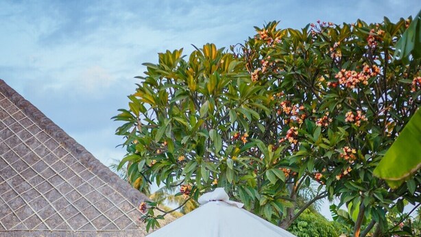 Outdoor pool - Villa Pantai Lovina (Banjar)