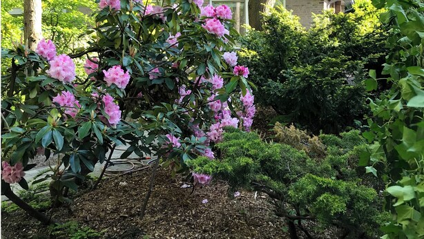 A wooden cabin with a gabled roof surrounded by lush greenery and blooming pink flowers. - Studio OAK, modern 2-p-residence with private garden, near village, sea and dune (Bergen)