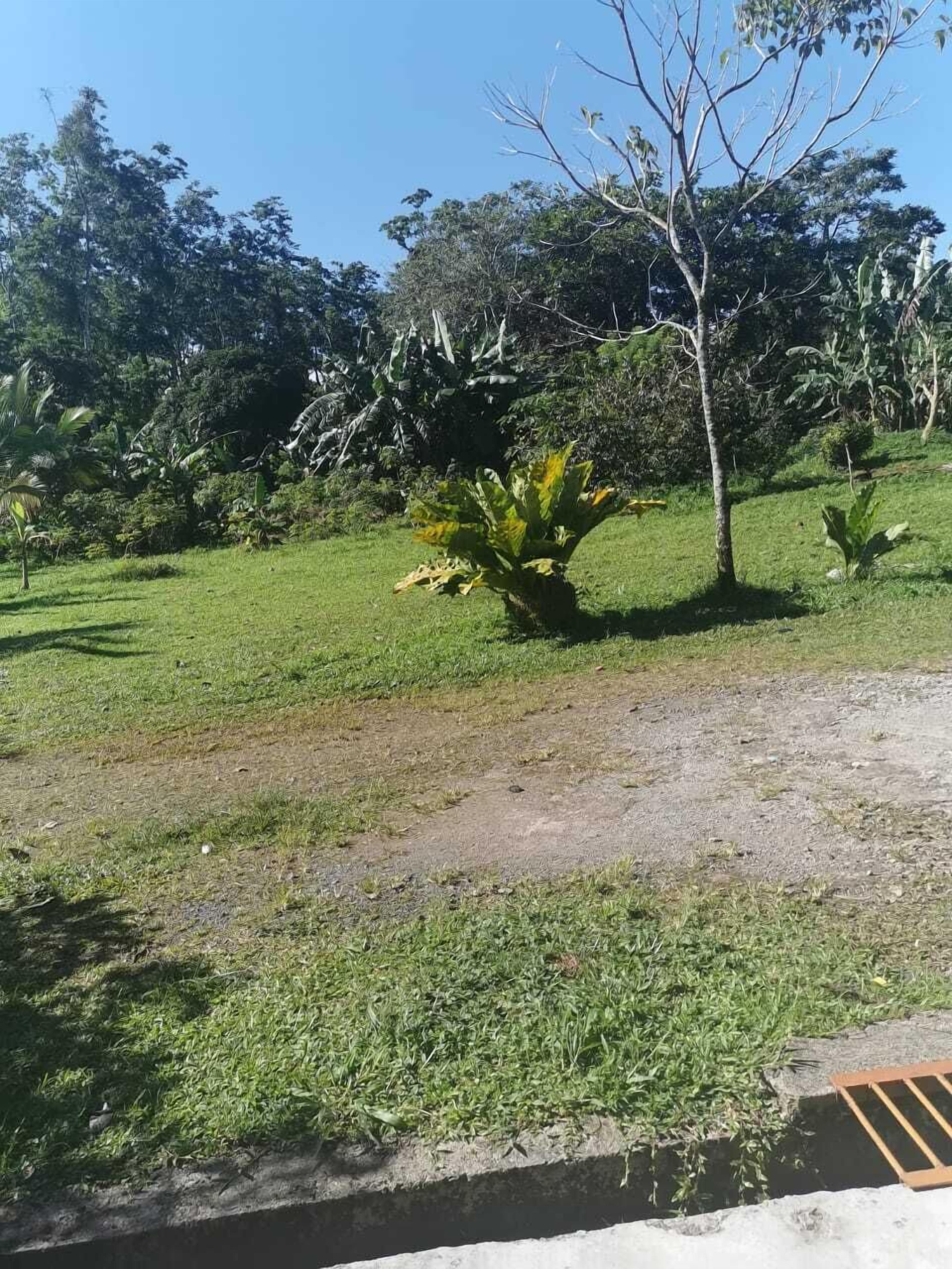 A grassy area with a small tree and some bushes.