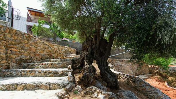 Eine Steintreppe führt zu einem Baum mit einem dicken Stamm.