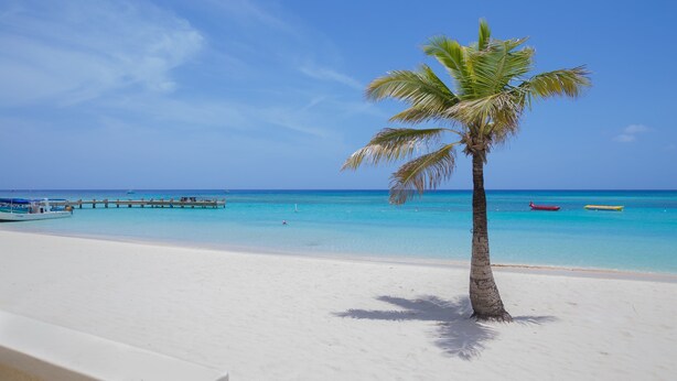 A beach with a palm tree, clear blue water, and a wooden pier. - Coral Sands #6 2 Bedroom Condo by RedAwning (Roatan)
