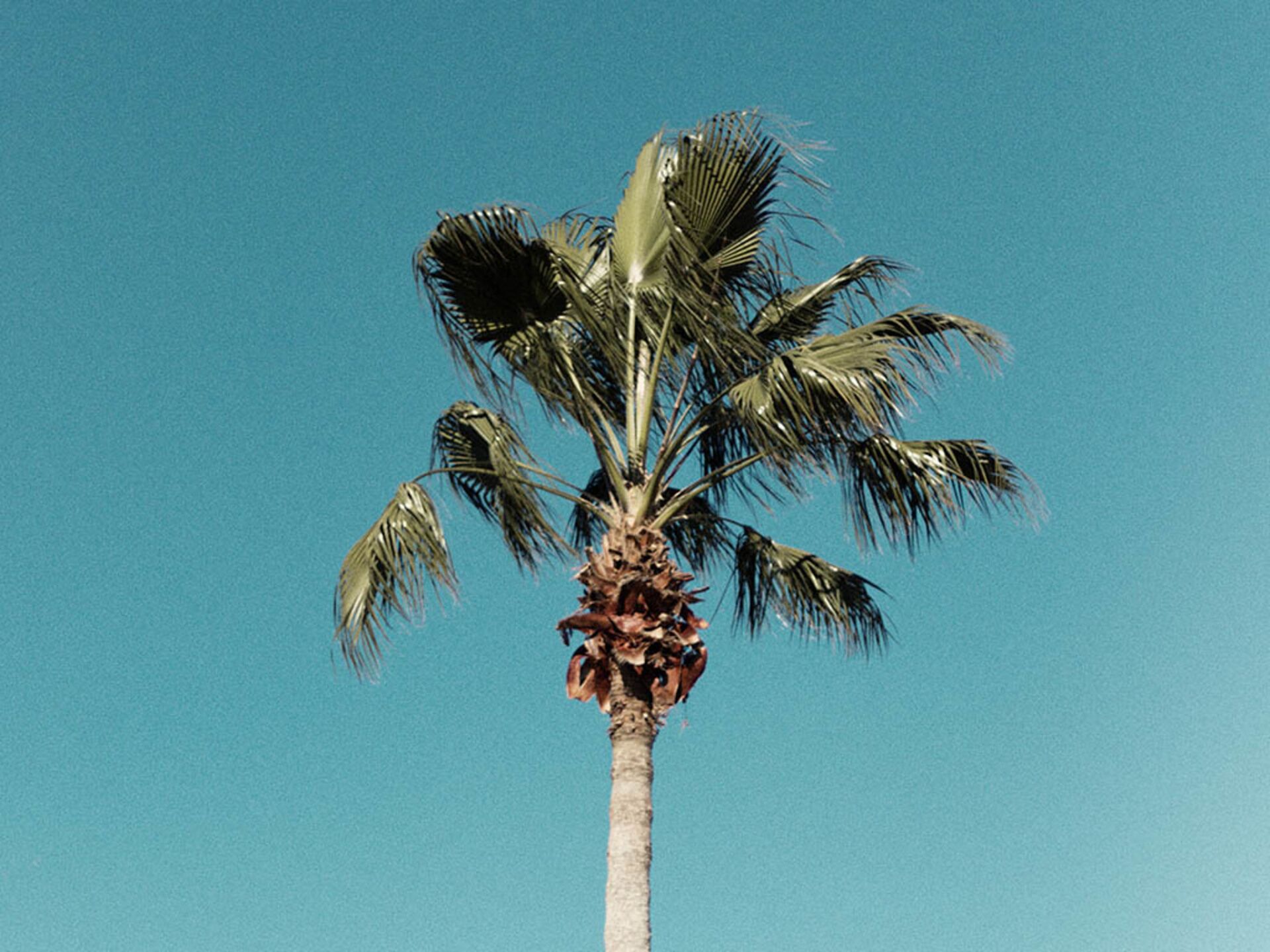 A tall palm tree against a clear blue sky.