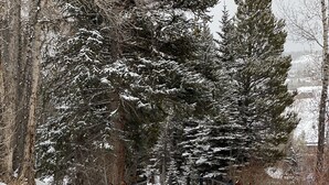 Ein hölzerner Gehweg mit Metallgeländern, umgeben von schneebedeckten Bäumen.