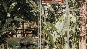 Une balançoire suspendue à une structure en bois, entourée d’une végétation tropicale luxuriante.