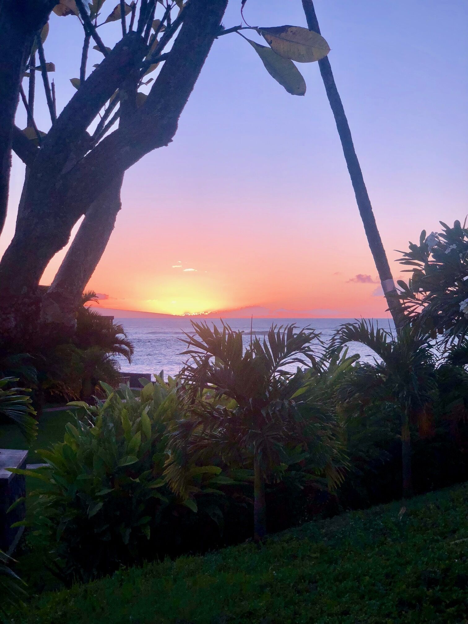 Tramonto su spiaggia e palme.