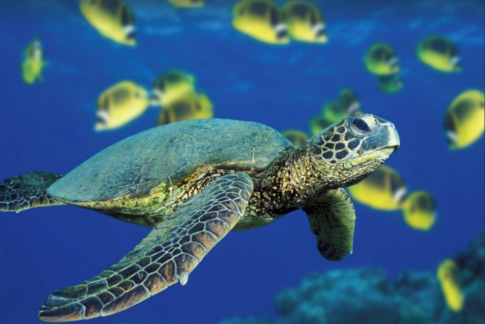 A sea turtle swimming with a school of yellow fish in the background.