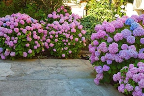 花園