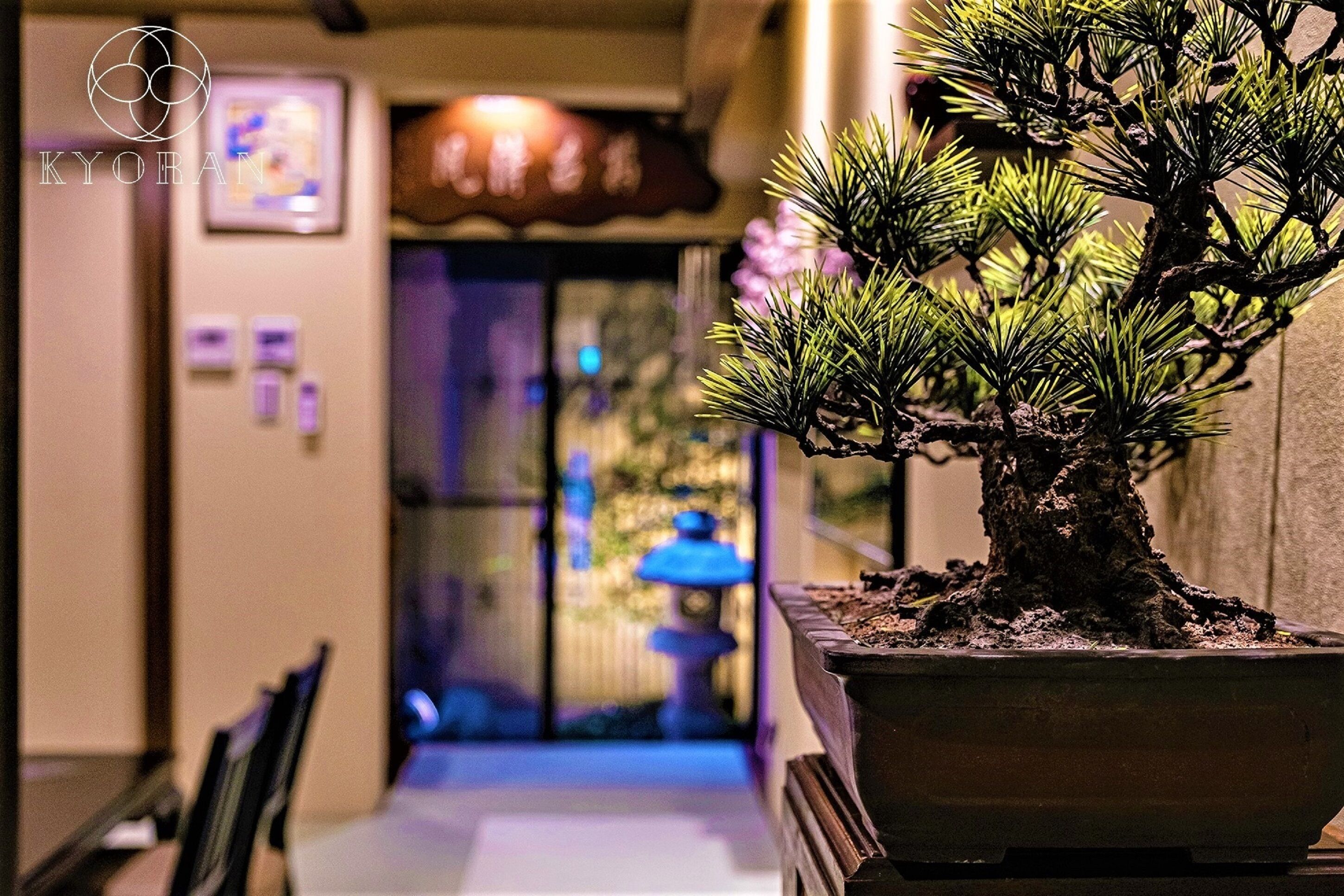 A potted bonsai tree in a hallway with a door and a blue lantern in the background.