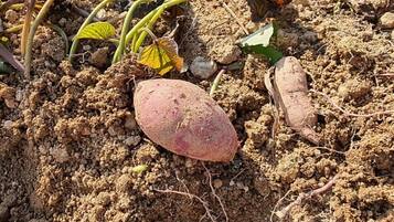 A sweet potato in soil with some leaves and roots around it.
