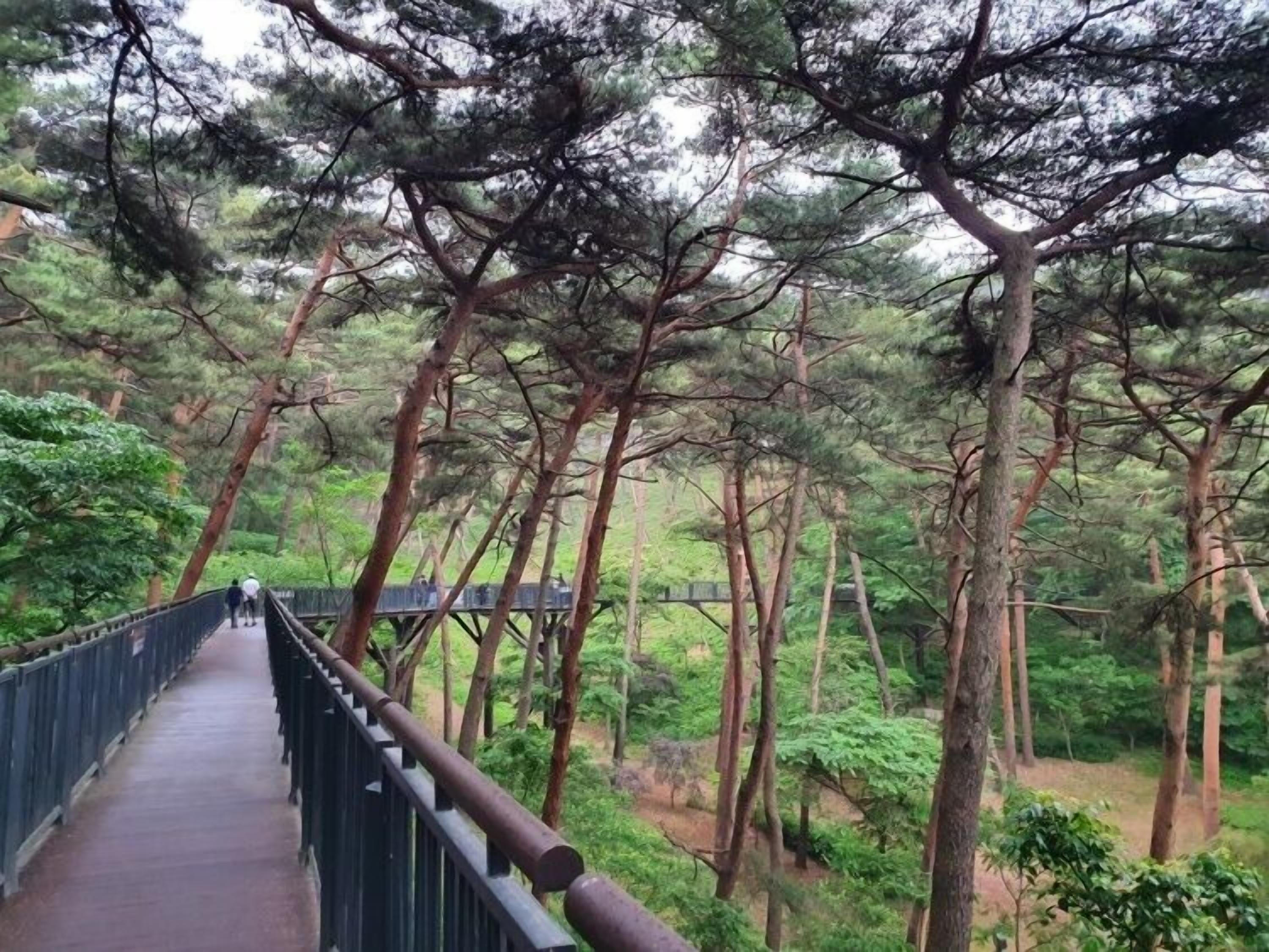 A pedestrian bridge in a forested area with metal railings and a wooden walkway.
