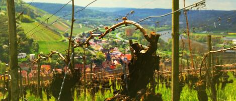 A vineyard with rows of grapevines and a distant view of a town.