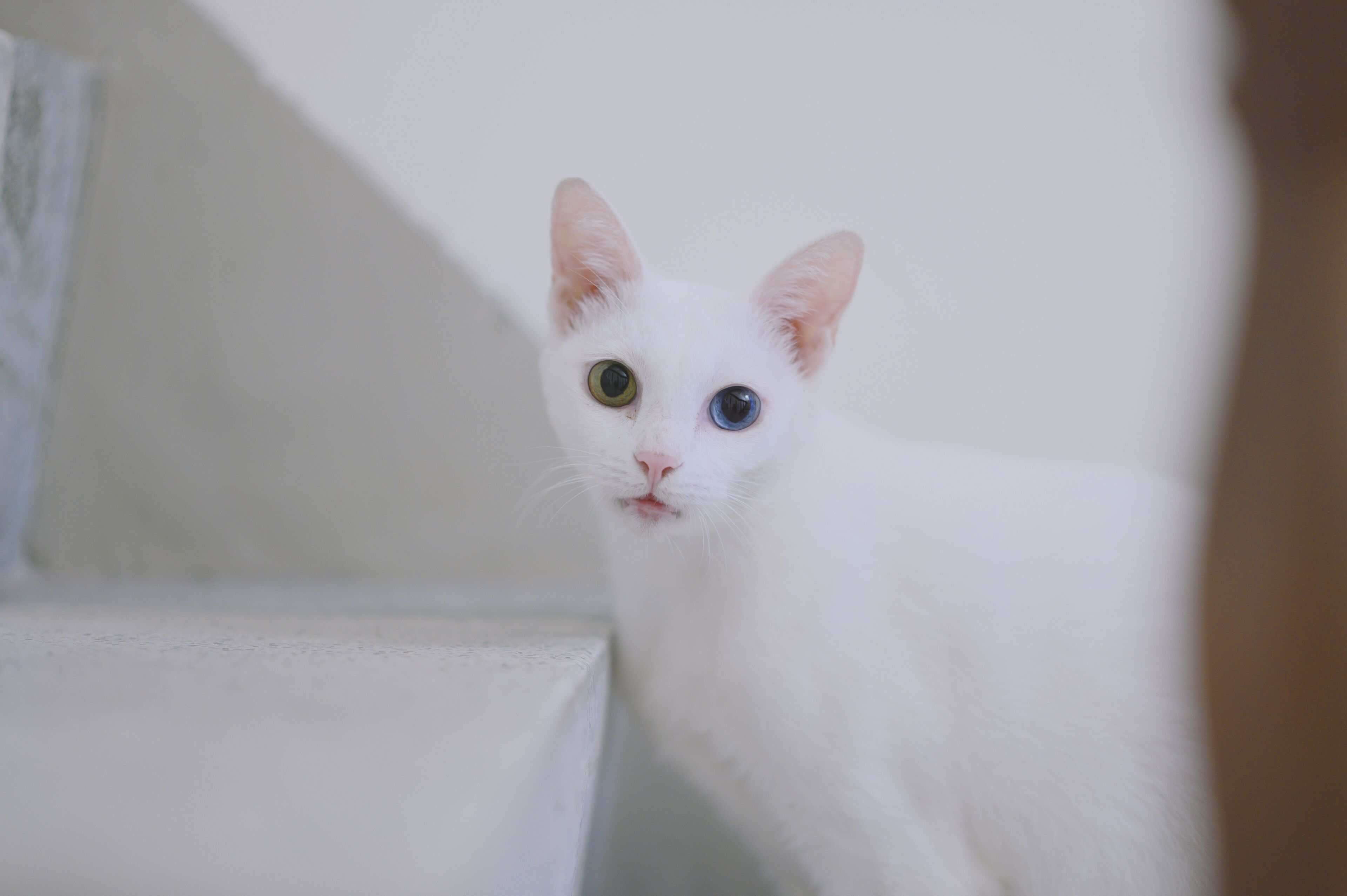 A white cat with green and blue eyes sitting on a white surface.