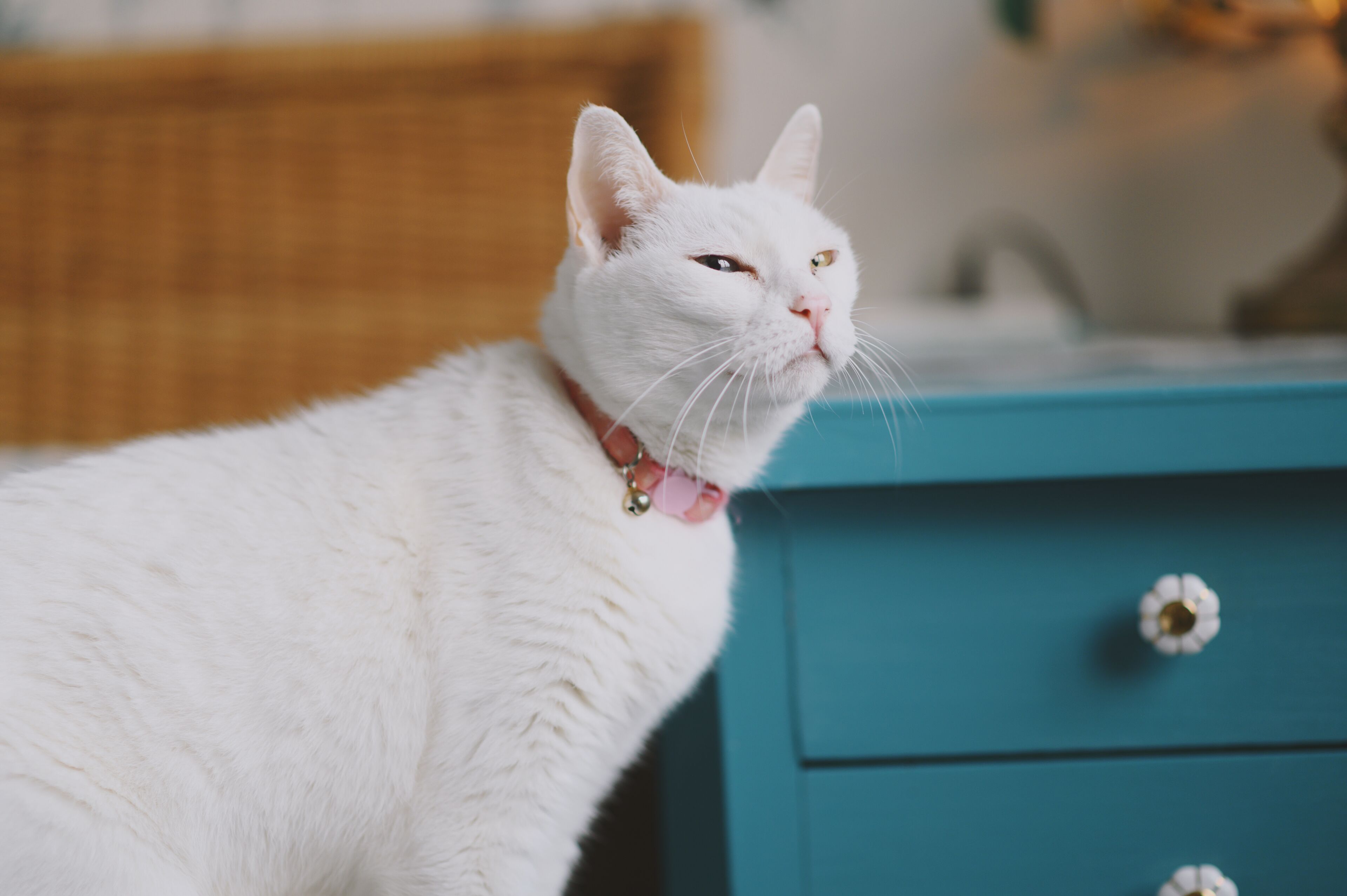 A white cat with a bell collar sitting on a teal nightstand.