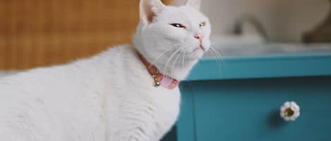 A white cat with a bell collar sitting on a teal nightstand.