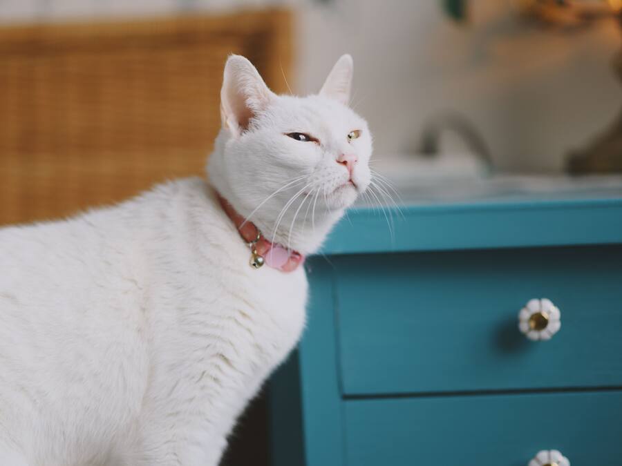 Un gato blanco con collar de cascabel sentado sobre una mesita de noche color turquesa.