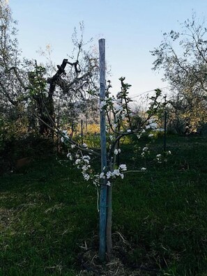 Jardín