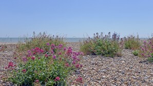 A pebbled beach with pink flowers and a clear sky. - Beach Garden (Pevensey)