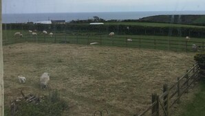 A fenced outdoor area with a grassy field and a few sheep. - The Burrows Bed and Breakfast (Pembroke)