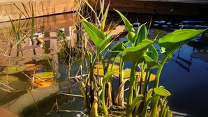 A pond with water plants and a wooden deck. - House in the heart of green Provence and 35 minutes from the beaches (Gareoult)