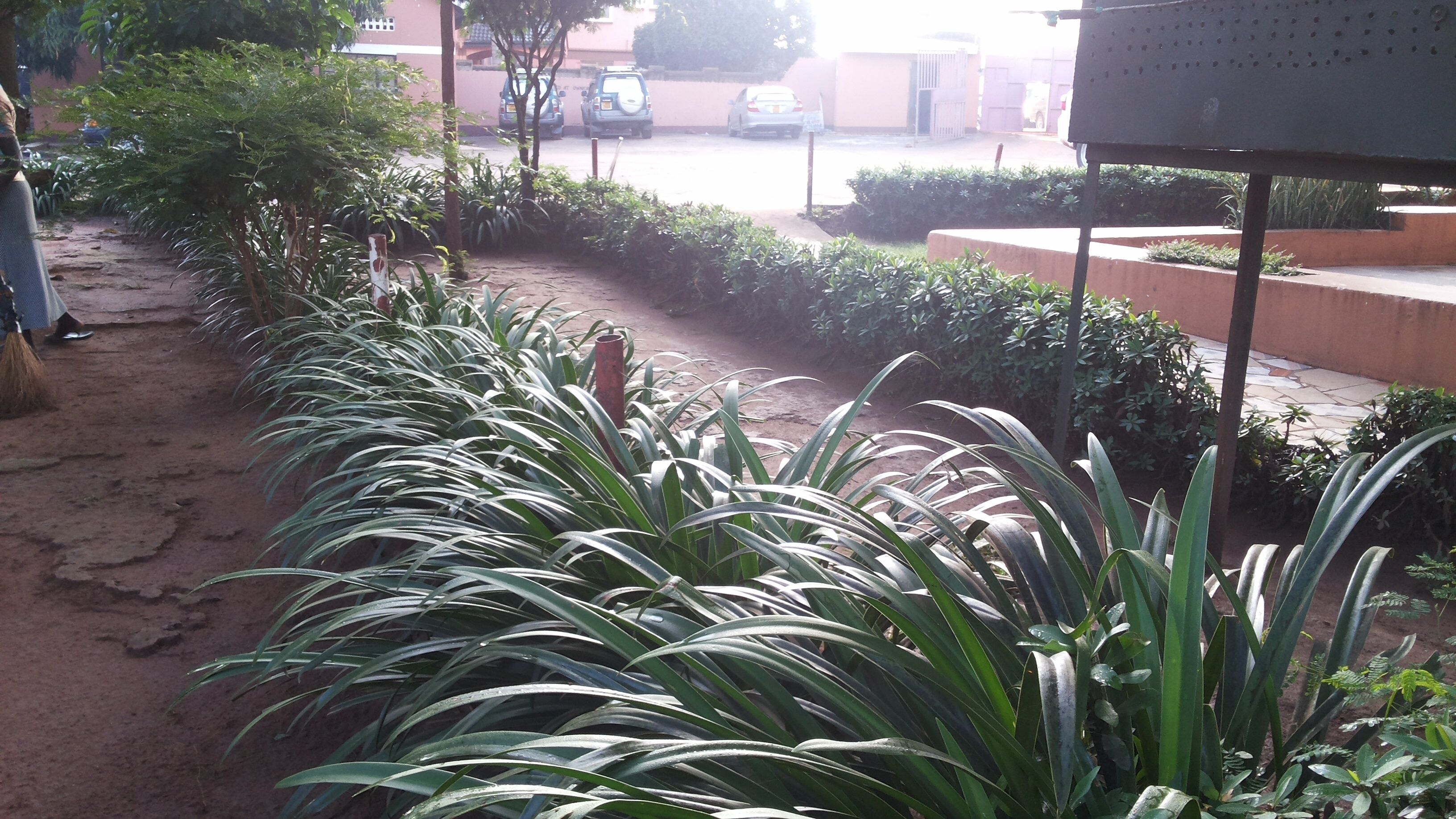 Taman