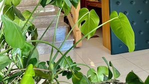 Un interior moderno con una escalera, un cabecero tapizado azul y plantas verdes grandes.